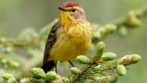 Palm Warbler by Jeff nadle