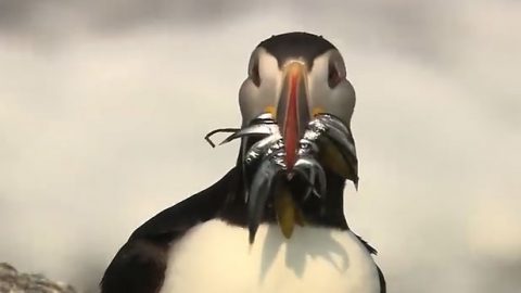 Atlantic Puffin with fish