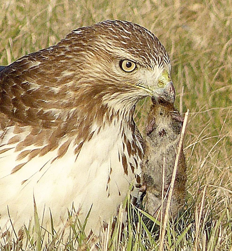 Photo of Red-tailed Hawk eating prey by Brian Rusnica