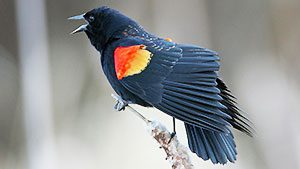 Red-winged Blackbird by Ted Schroeder