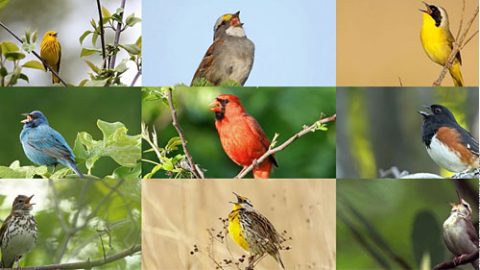 For Teachers: All About Bird Biology Sound Lessons