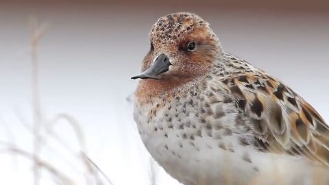 Spoon-billed Sandpiper