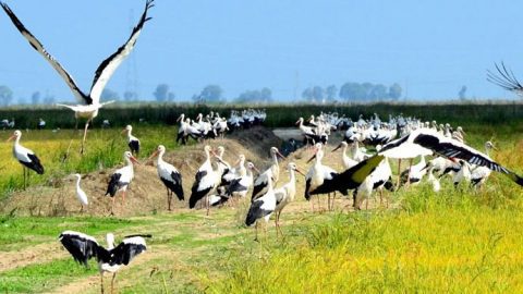 White Storks in Portugal