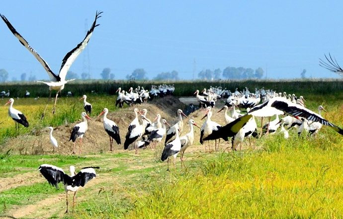 White Storks