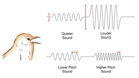 schematic of bird song sound waves
