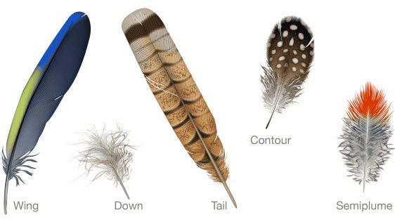types of feathers