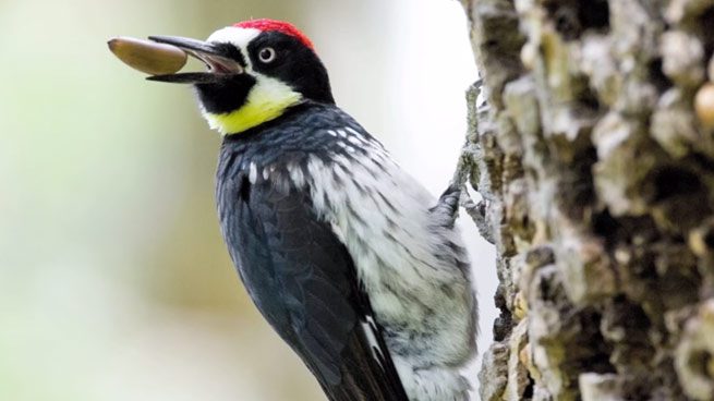 acorn woodpecker