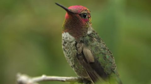 anna's hummingbird male iridescent feathers