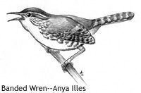 banded wren drawing