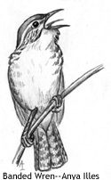 banded wren drawing