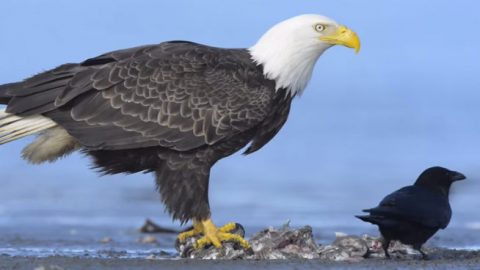 bald eagle northwestern crow