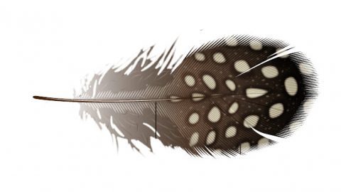 feather illustration - guineafowl body contour feather