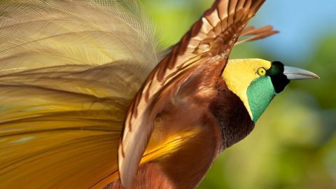 greater bird-of-paradise by tim laman