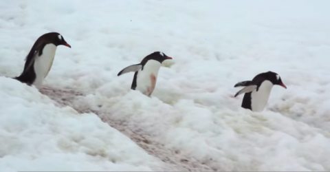 gentoo penguins in snow