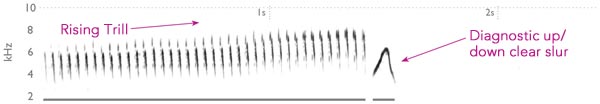 northern parula song spectrogram