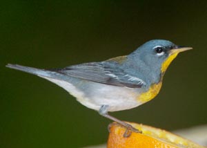 A trilled, rising, 2-section song: Northern Parula. Photo by Scott Whittle.