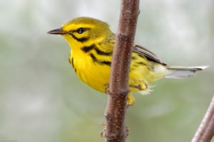 A buzzy, rising, 1-section song means Prairie Warbler. Photo by Scott Whittle.