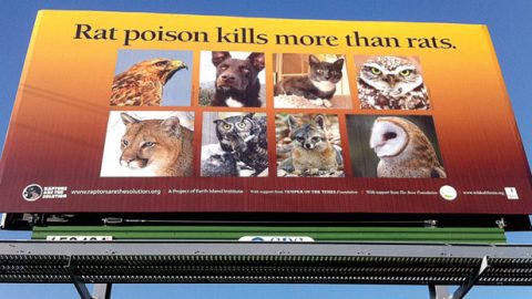 The advocacy group Rapters Are The Solution (RATS) has launched a campaign using billboards in Northern California (above) and signs in buses and trains in the San Francisco Bay area to make the public aware of the danger these poisons pose to wildlife as well as pets. Photo by Mourad Gabriel