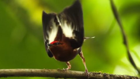 kim bostwick research club winged manakin video
