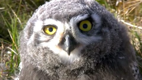 snowy owl chick in barrow alaska