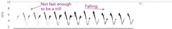 spectrogram of wilson's warbler song