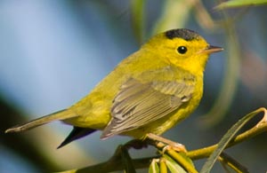 A clear, falling, 1-section song: Wilson’s Warbler. Photo by Scott Whittle.