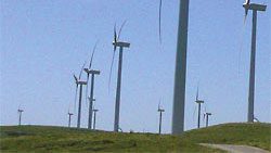 An Answer Is Blowin’ in the Wind: Wind Power and Migratory Birds