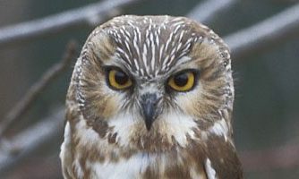 Northern Saw-whet Owl photo by Jim Weaver/CLOl on Birds of North America Online