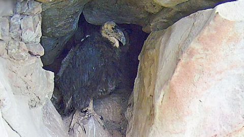 Bird Cams: live California Condor camera