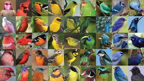 Birds of many different colors