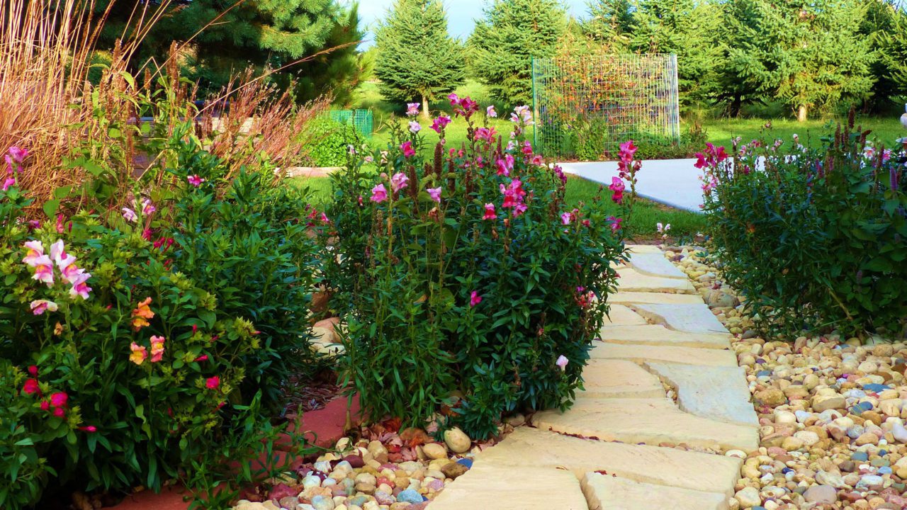 Snapdragons line a garden path. Photo by plant4wildlife/flickr.