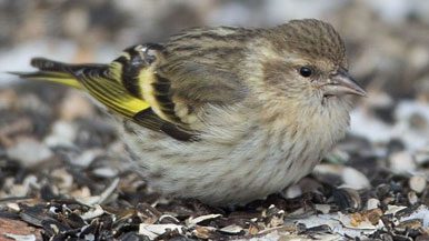 Pine Siskin (green morph) is a distinctive but poorly known form of Pine Siskin. It appears similar to female Eurasian Siskin, but with less defined streaking on the flanks, broader and brighter yellow at the base of the primaries and a finer bill.