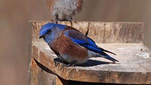 Western Bluebird, photo by Pam Koch