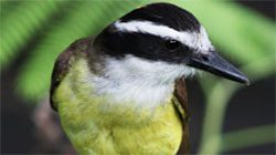 The International Collegiate Ornithological Network
