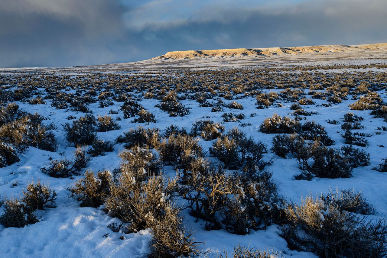 Energy companies are pressing to develop this largest known sage-grouse wintering area that draws thousands of grouse from core areas 30 to 60 miles away. The planned project calls for the drilling of 3,500 gas wells in this critical habitat.