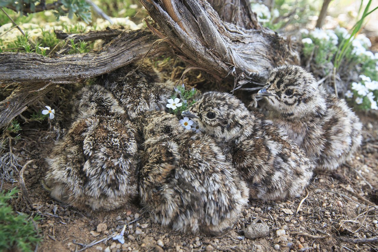 Sage-grouse chicks huddle at the base of a sagebrush shrub among flowering forbs. A diversity of grasses and forbs in a healthy sagebrush ecosystem is important for breeding sage-grouse.