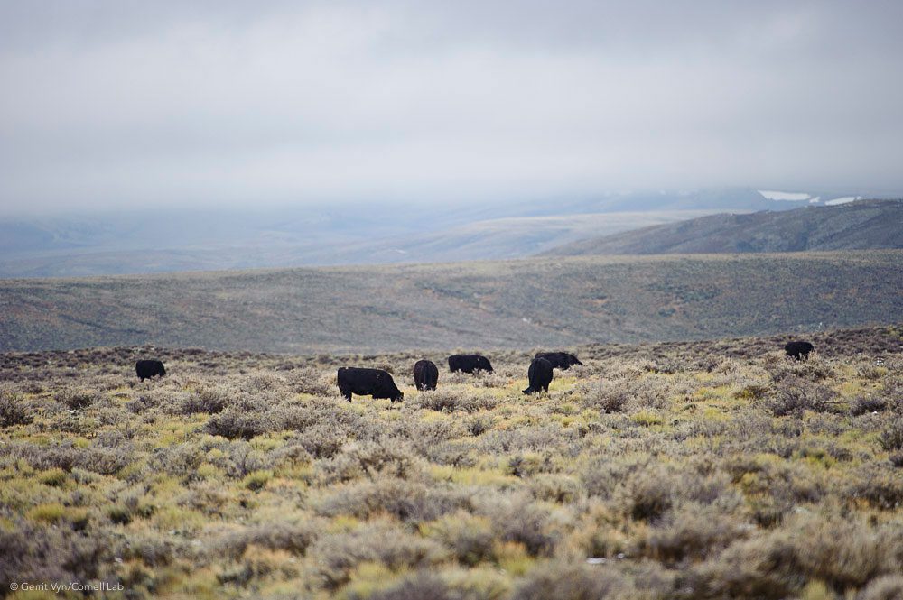 A legacy of overgrazing that stretches back 150 years has degraded sagebrush steppe habitat to the point where many native plant species have been eliminated from large areas. Habitat restoration would result in better breeding for grouse and more nutritious, sustainable grazing areas for livestock.