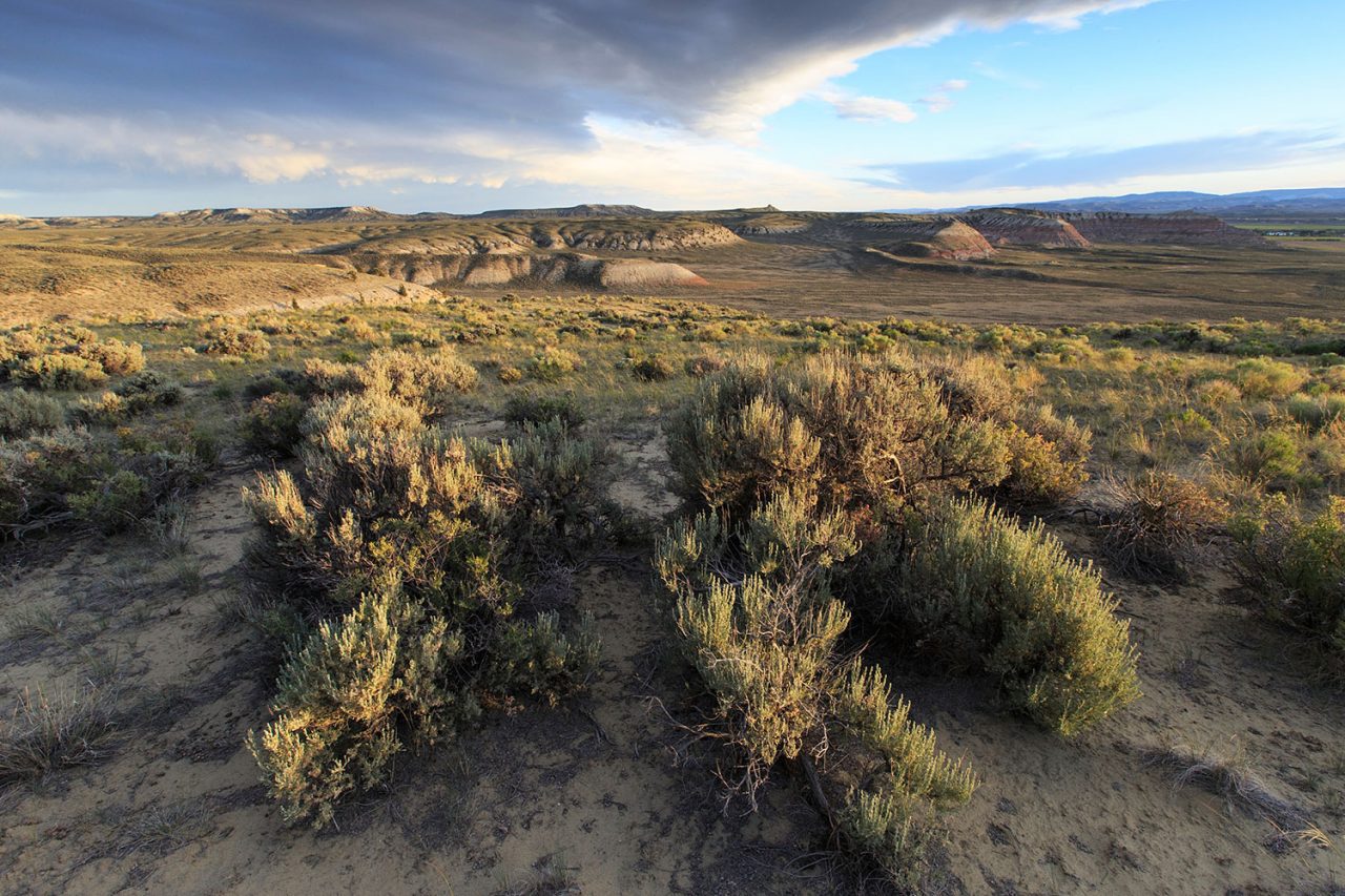 The drilling of 3,500 wells would significantly impact this intact sagebrush-steppe habitat in the proposed Naturally Pressured Lance gas field project area.