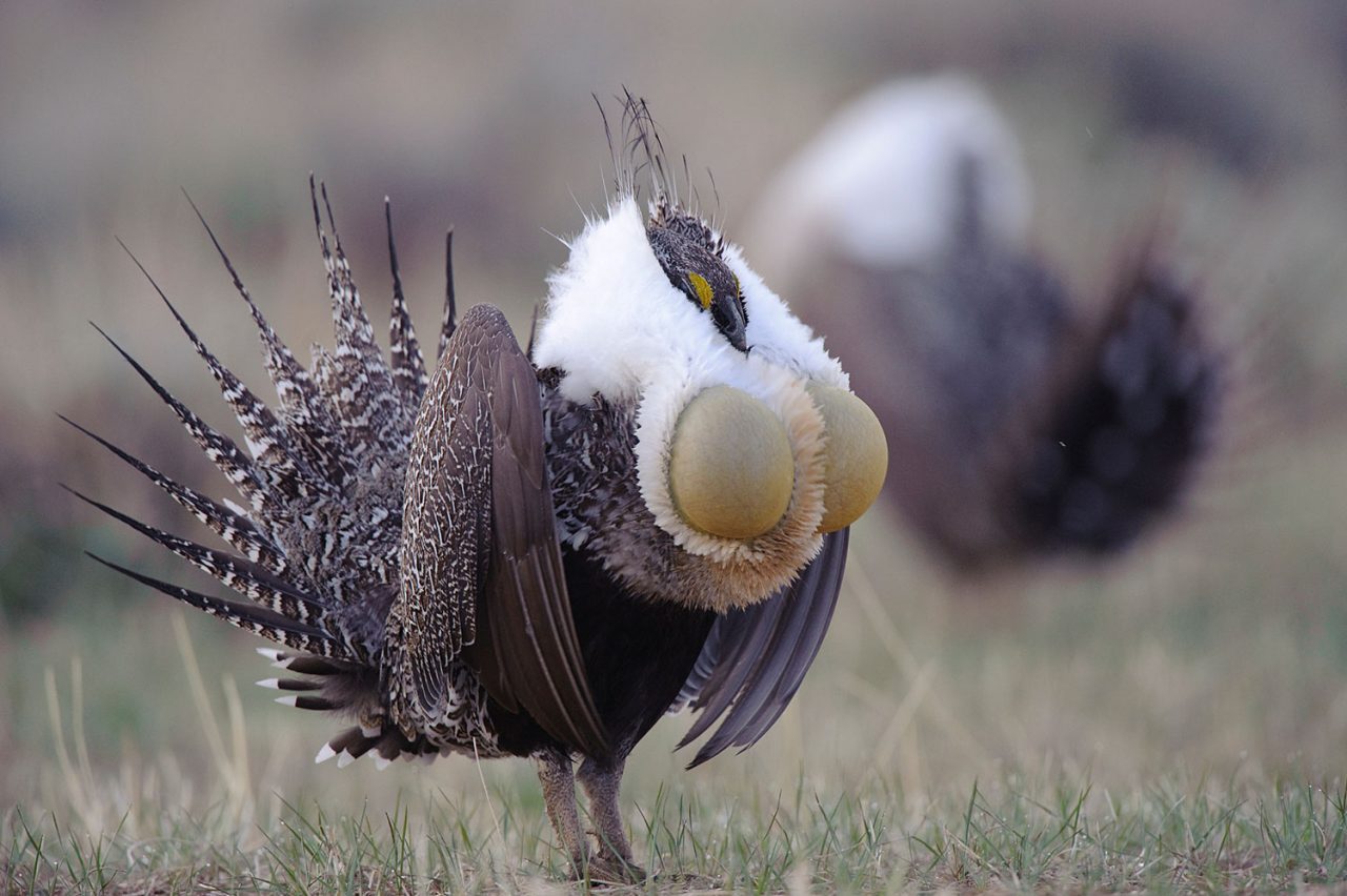 On a lek near Lander, Wyoming, this male Greater Sage-Grouse squeezes nearly a gallon of air through elastic sacs in his esophagus, creating a resounding boom that carries across the sage steppe.