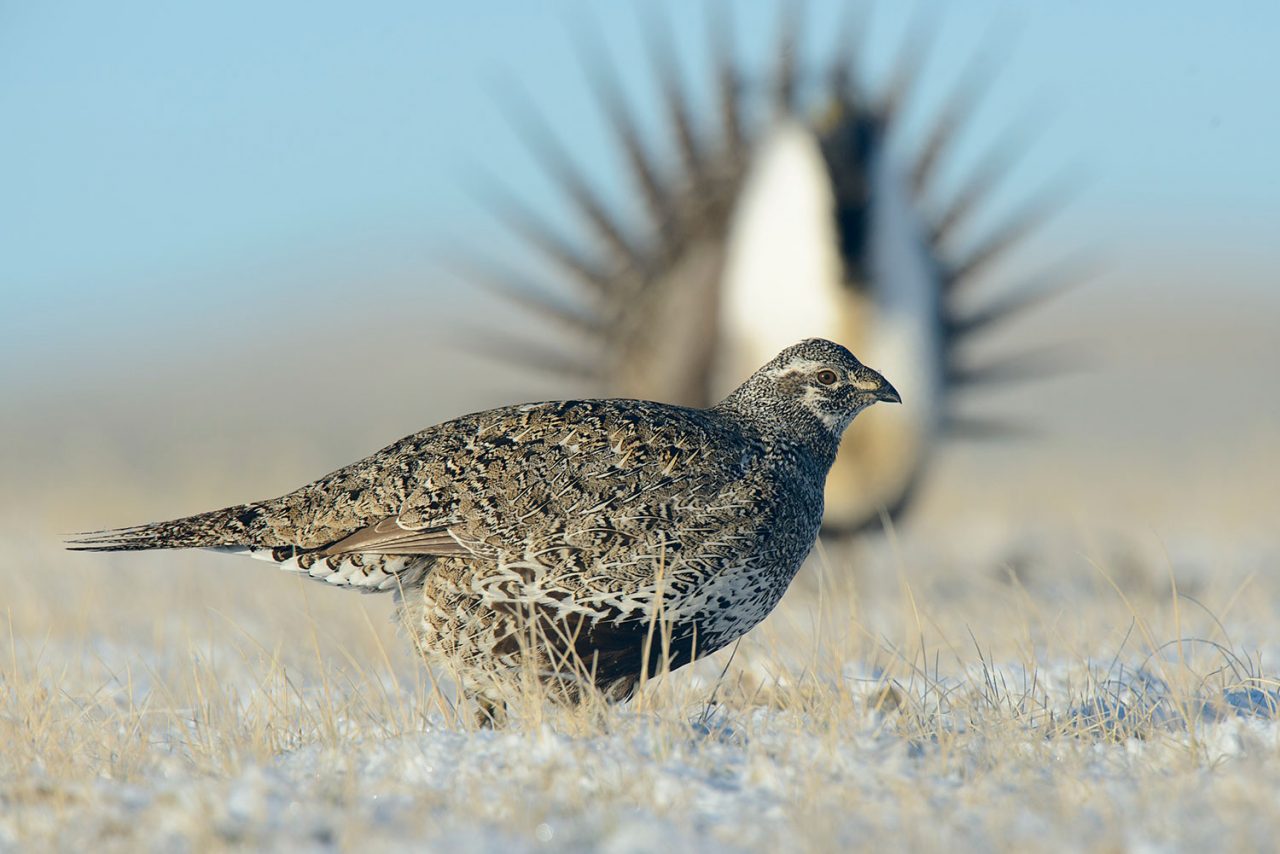 A female Greater Sage-Grouse inspects the displays of males on a lek during the first days of spring.