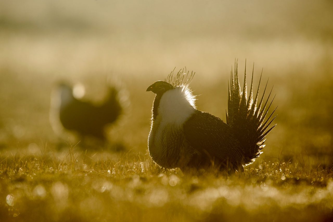 Male Greater Sage-Grouse put in long hours displaying on a lek in breeding season. When there’s a full moon in early spring, sage-grouse sometimes display all night long.