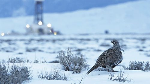 A lone Greater Sage-Grouse stands near a gas well in Wyoming. Photo by Gerrit Vyn
