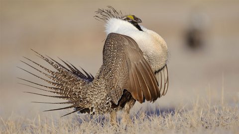 Greater Sage-Grouse displaying on a lek. Photo by Gerrit Vyn.