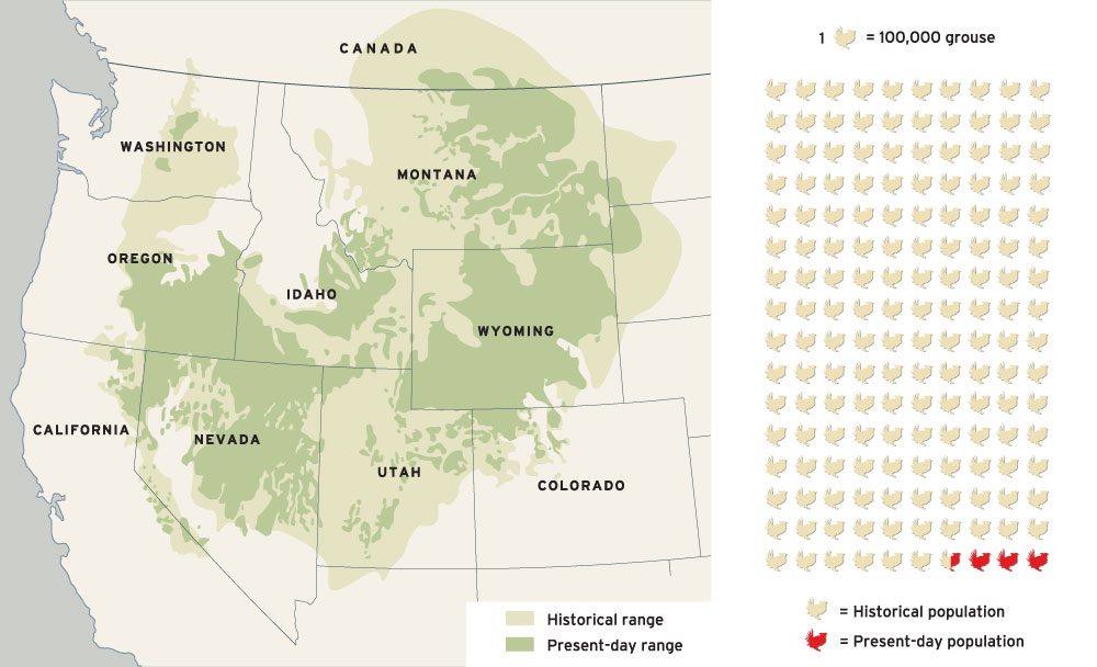 The Greater Sage-Grouse