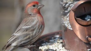 Healthy House Finch, photo © Colin Donner