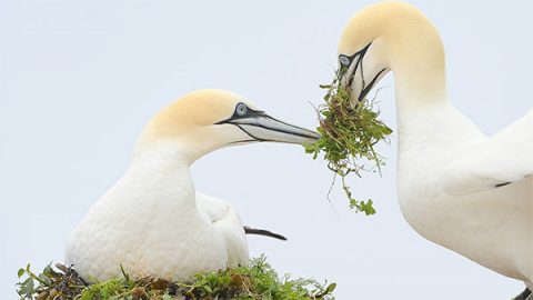 Northern Gannet nest by Mike Anderson