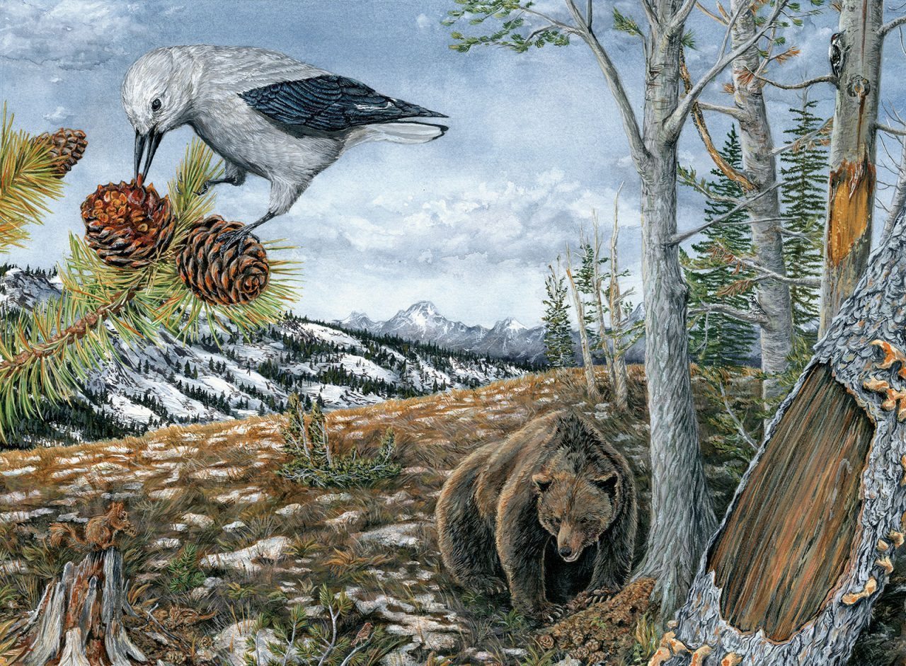 The world of the whitebark pine and the Clark’s Nutcracker. Illustration by Misaki Ouchida, Bartels Science Illustration Intern.