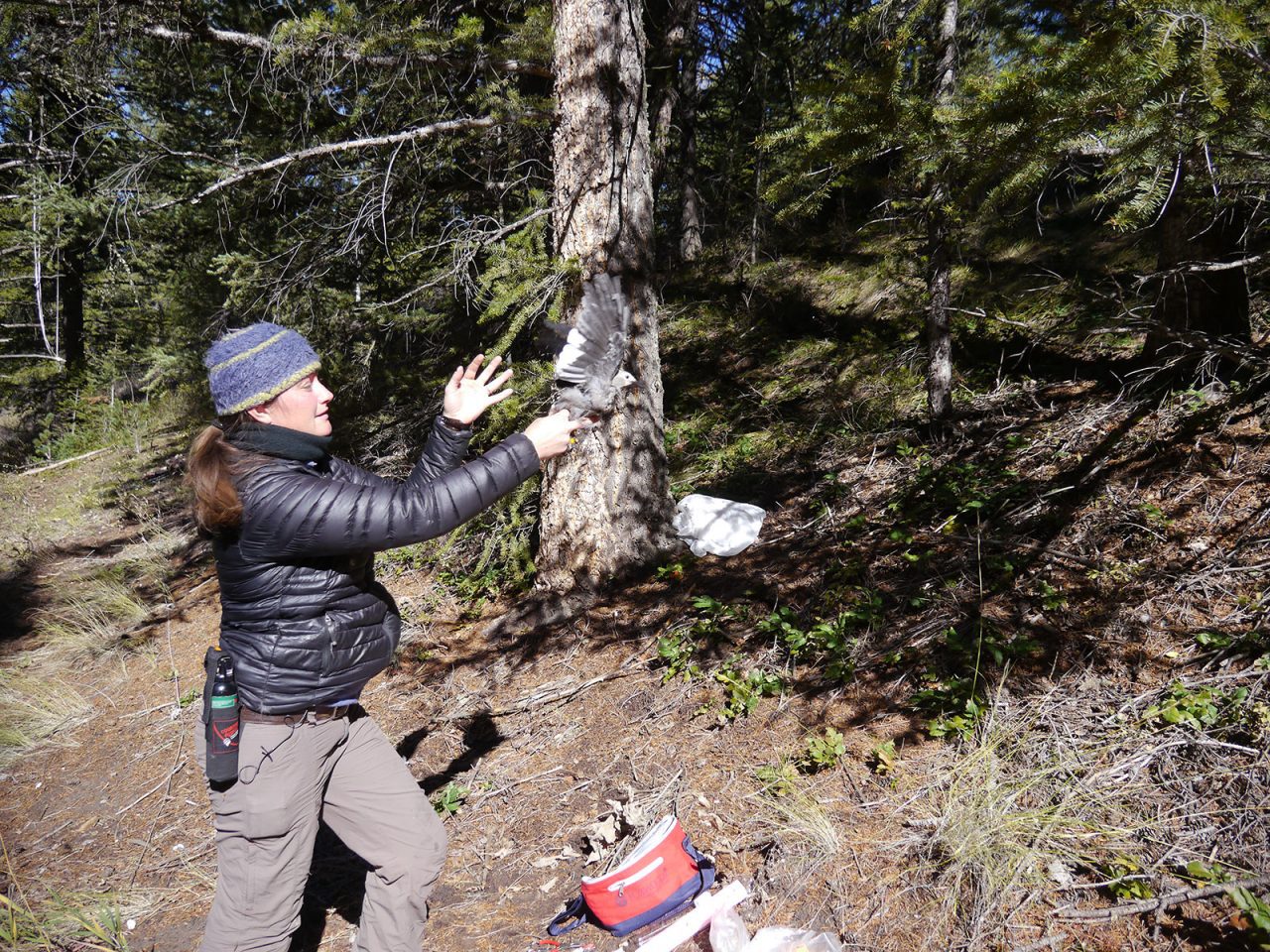 Schaming releases a bird with $3,500 of high-tech equipment in his backpack that will help answer unknown questions, such as whether nutcrackers can track whitebark pine cone resources across long distances in a landscape.
