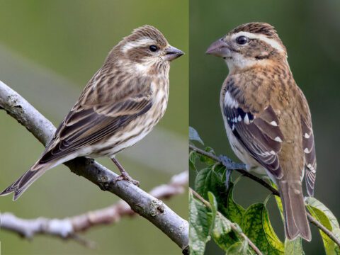 Two pictures of two birds with similar taupe and cream stripy patterns