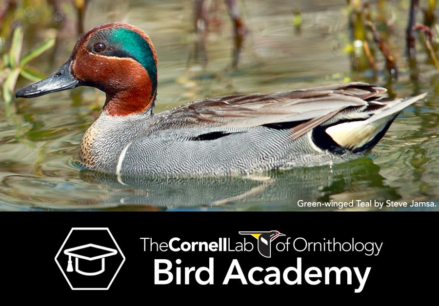 BIrd Academy's waterfowl course poster--Green-winged Teal by Steve Jamsa.